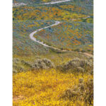 Paul Hard Diamond Valley Lake California, Wildflowers and Path