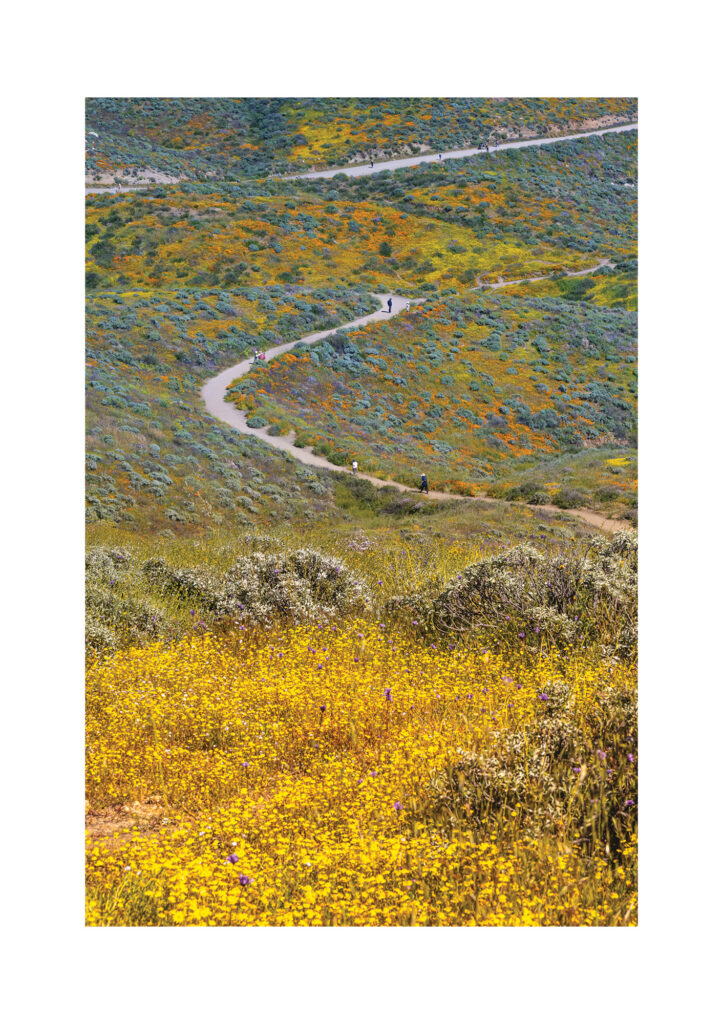 Paul Hard Diamond Valley Lake California, Wildflowers and Path