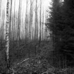 Modalities of Privatization: Tree Farm: Birches, Spruces