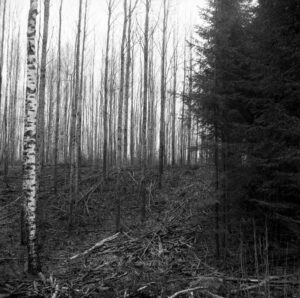 Modalities of Privatization: Tree Farm: Birches, Spruces