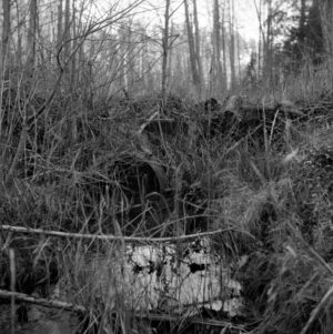 Modalities of Privatization: Beaver's Dam in a Place Called The Bull's Ring, Estonia #1