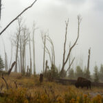 A photograph of a buffalo among dead trees in fog on top of a mountain