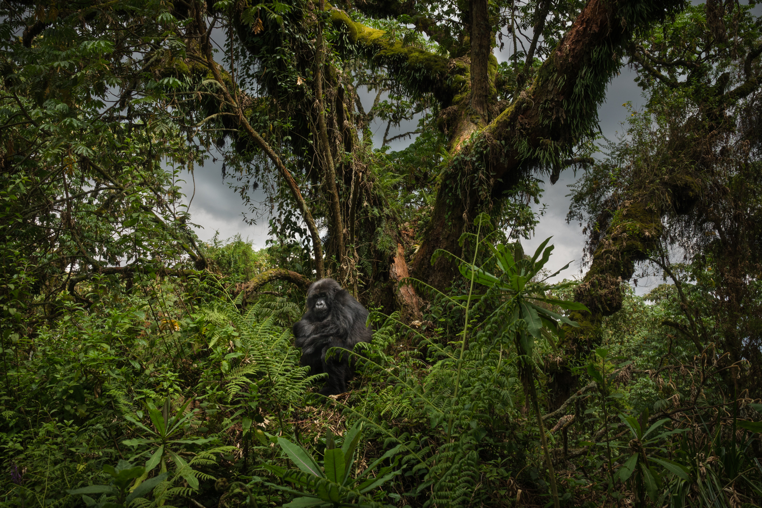 A photograph of a gorilla sitting with arms crossed amongst dense foliage and trees where a cloudy sky can be seen through the branches