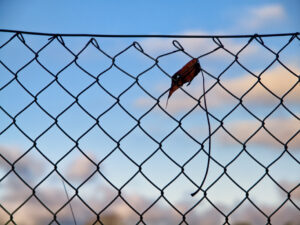 a leaf against the sky, dreaming of the sky